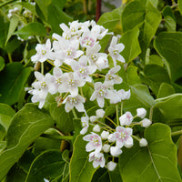 Chinesischer Wachskletterer - Dregea sinensis - Bakker