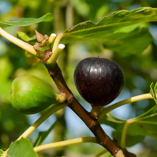 Feige ‘Ronde de Bordeaux’ - Bakker