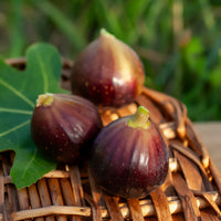 Feige ‘Ronde de Bordeaux’ - Ficus carica Ronde de Bordeaux - Bakker