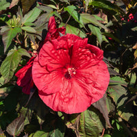 Sumpf-Eibisch ‘Carrousel® Giant Red’ - Hibiscus moscheutos Carrousel Geant Red® - Bakker