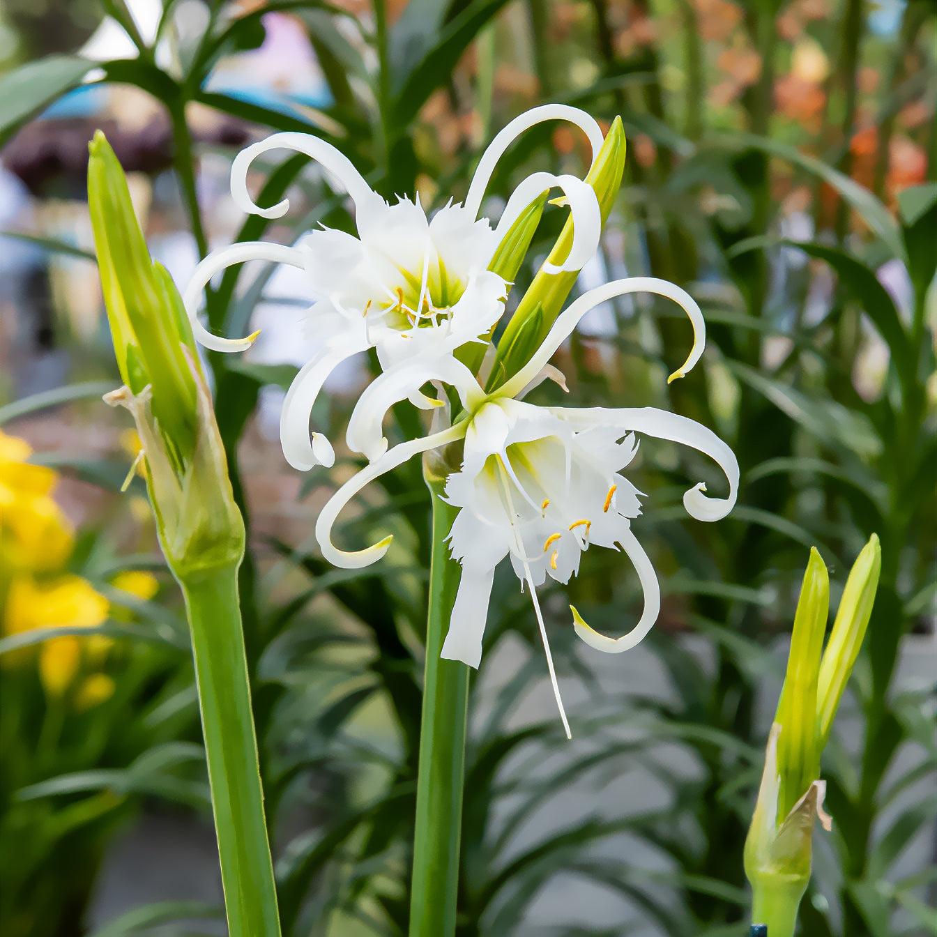 Hymenocallis x festalis - Spinnenlilie ‘Festalis’ (x3) - Sommerzwiebeln