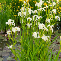 Iris pseudacorus Alba - Sumpf-Schwertlilie ‘Alba’ - Sumpfschwertlilie