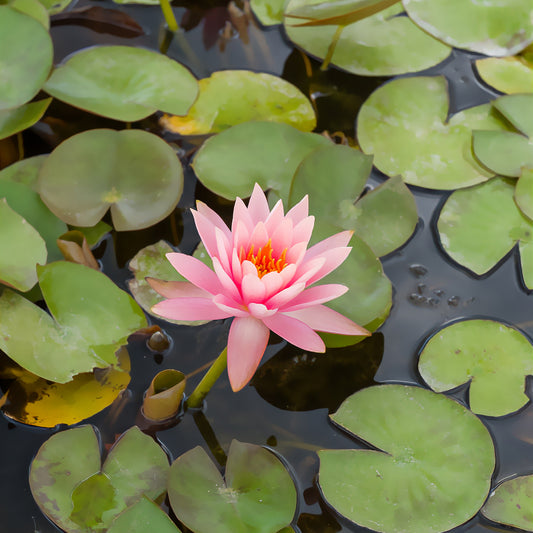 Seerose ‘Colorado’ - Bakker