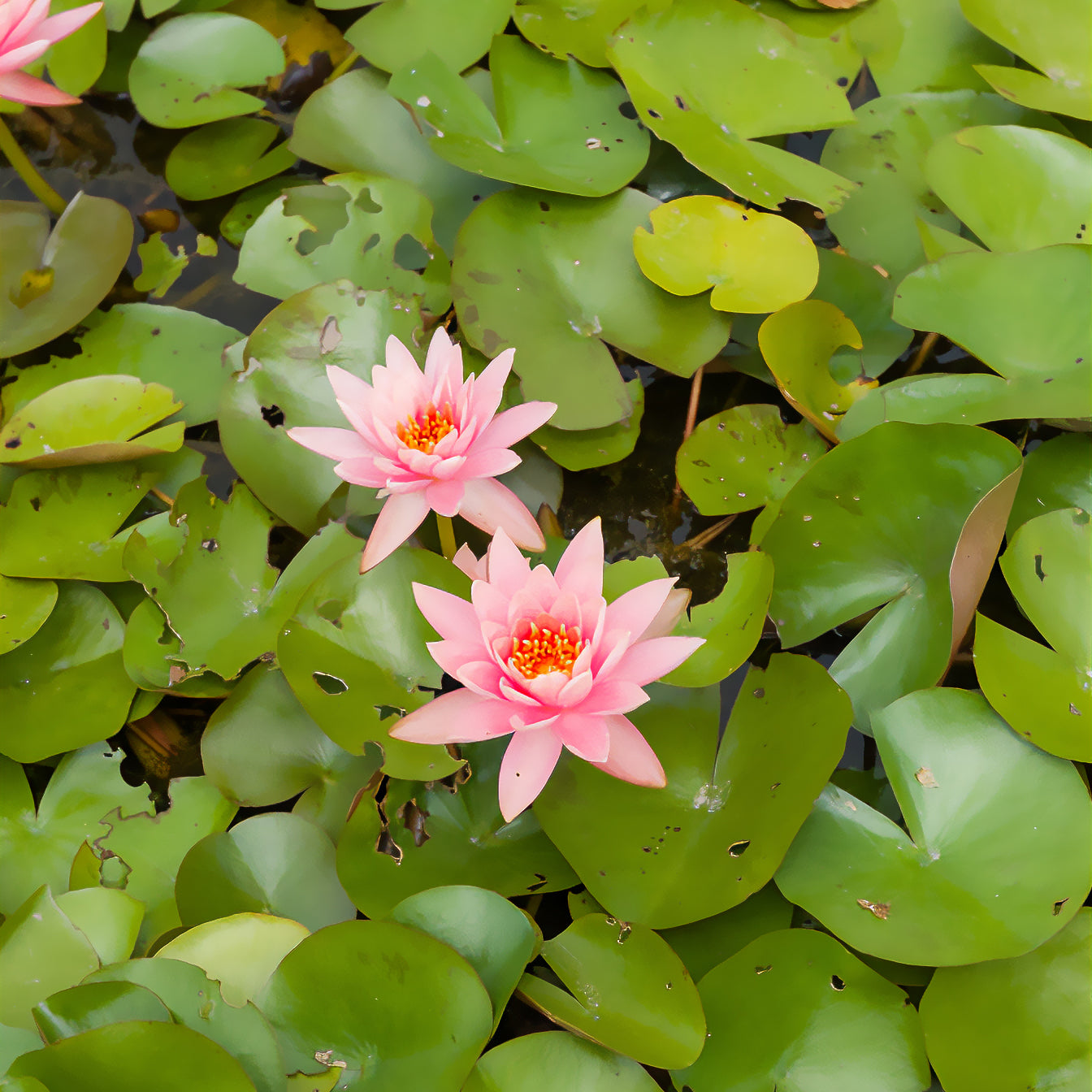 Seerose ‘Colorado’ - Nymphaea Colorado - Bakker