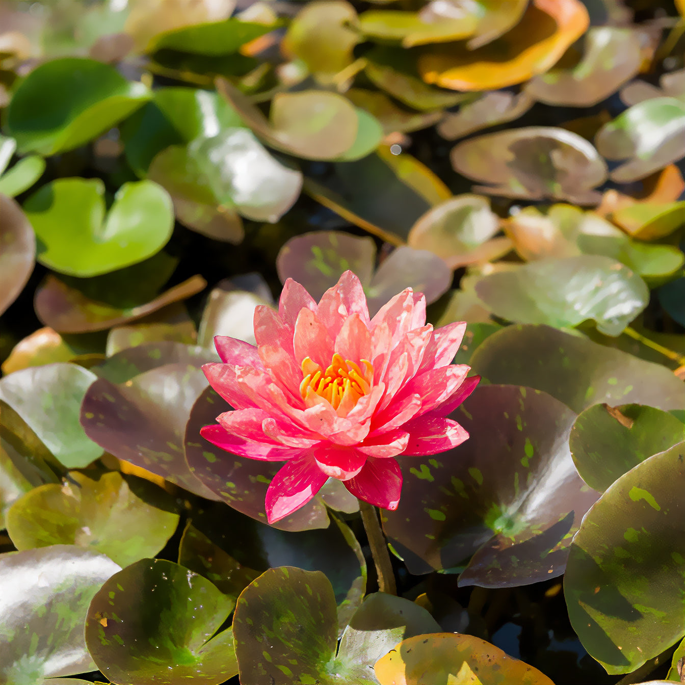 Seerose ‘Wanvisa’ - Nymphaea Wanvisa - Bakker