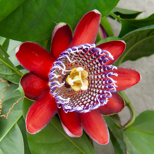 Riesen-Passionsblume - Bakker