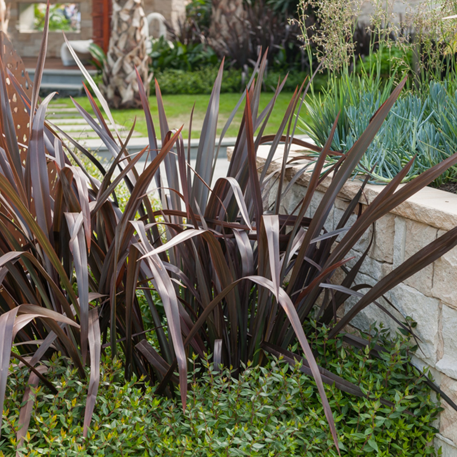 Phormium tenax Black Adder ® - Neuseeländischer Flachs ‘Black Adder’® - Neuseeländischer Flachs - Phormium