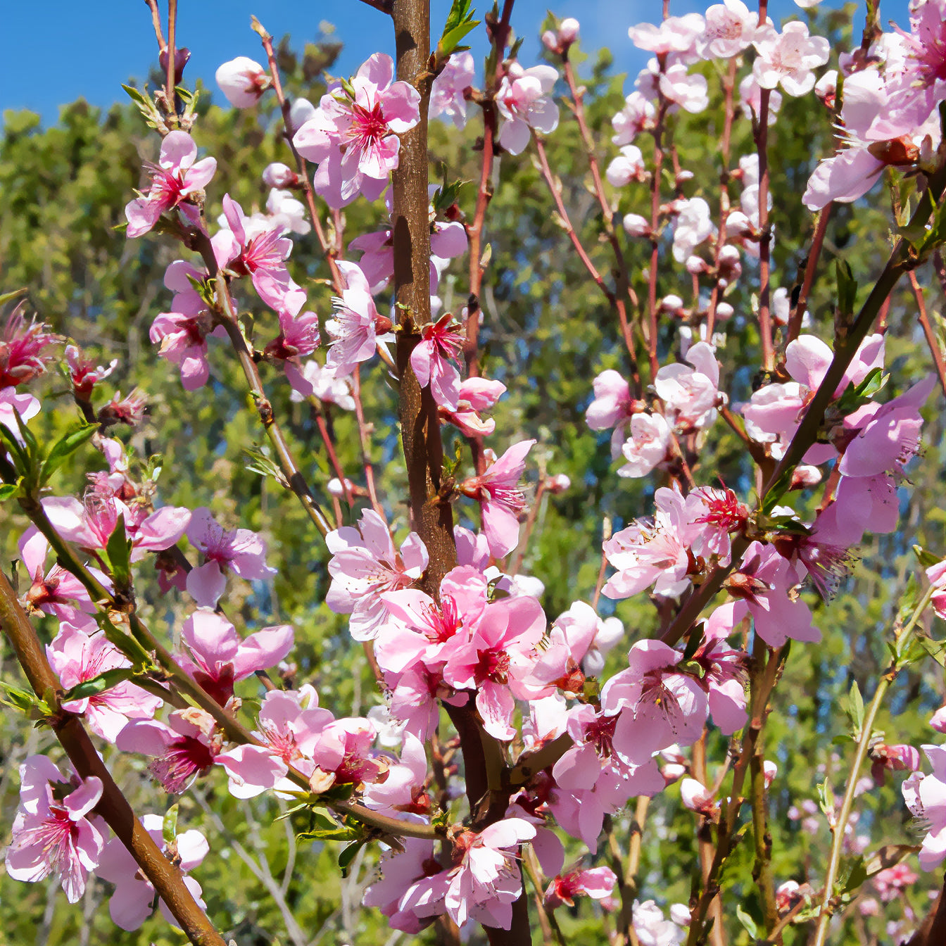 Prunus persica Saturne - Pfirsich Saturn - Pfirsichbäume