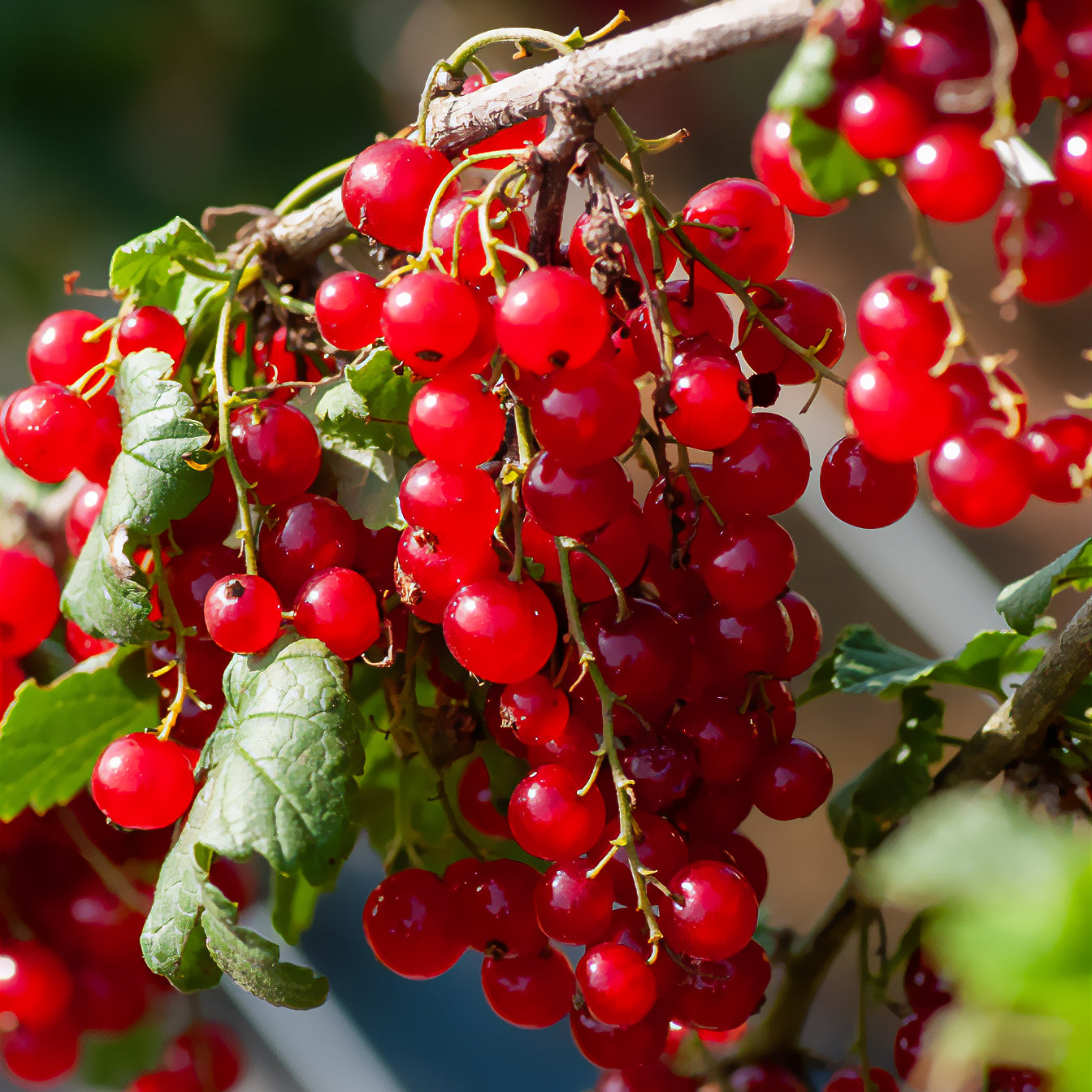 Rote Johannisbeere ‘Junifer’ - Bakker