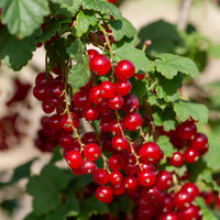 Rote Johannisbeere ‘Junifer’ - Ribes rubrum Junifer - Bakker