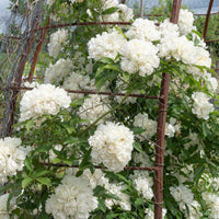 Verkauf Banks-Rose ‘Alba Plena’ - Rosa banksiae Alba Plena