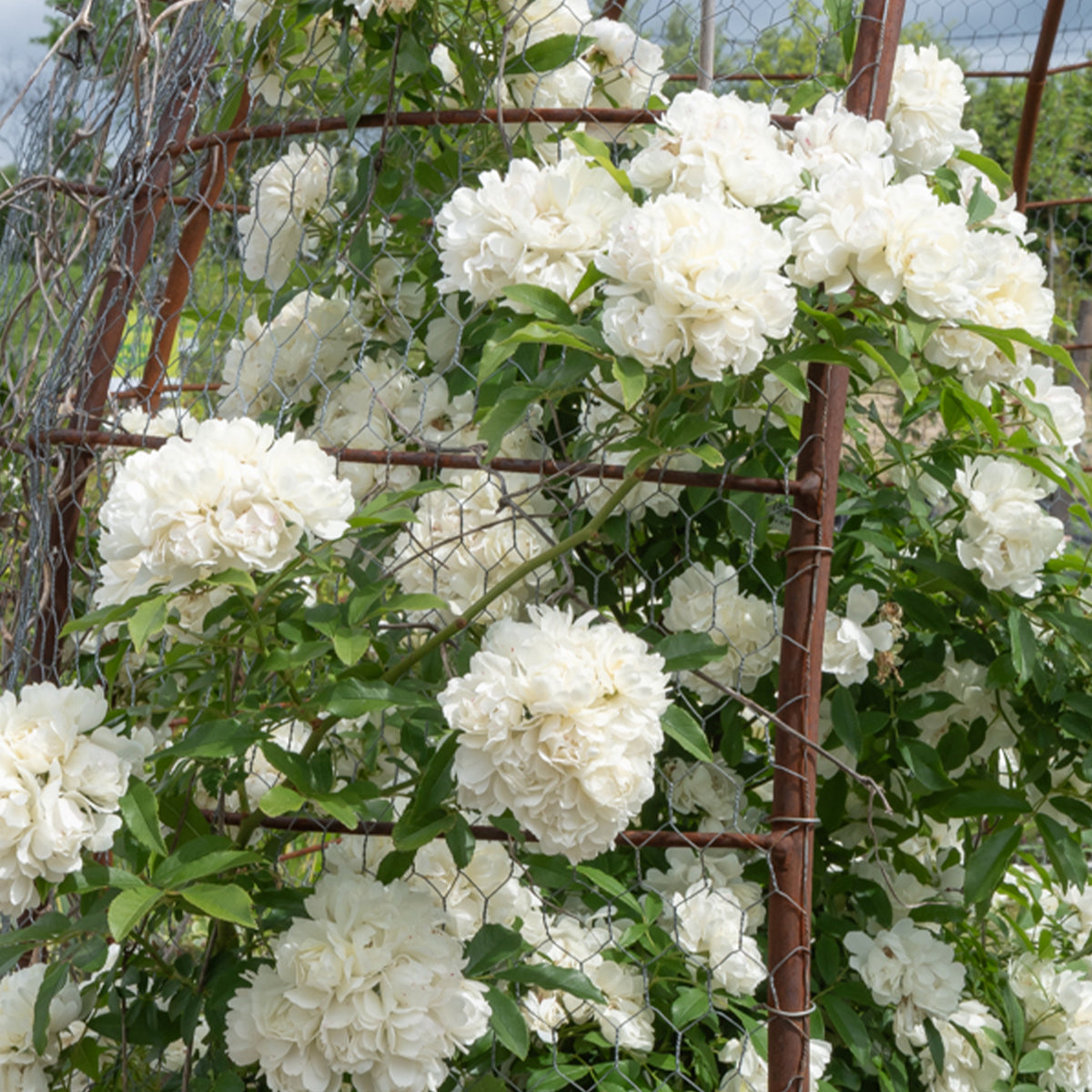 Verkauf Banks-Rose ‘Alba Plena’ - Rosa banksiae Alba Plena