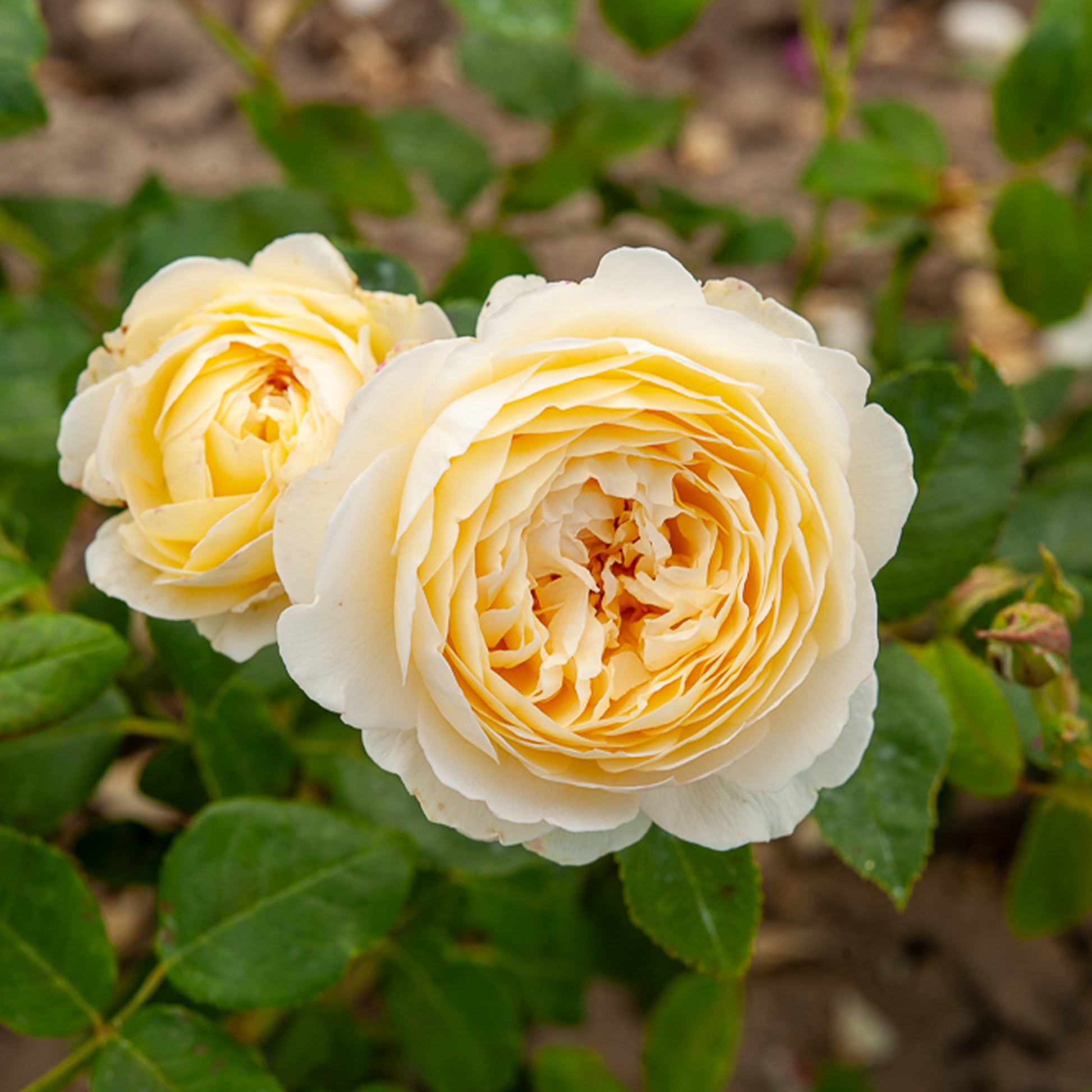 Rosa Claire Austin® Ausprior - Englische Rose ‘Claire Austin’® - Rosen