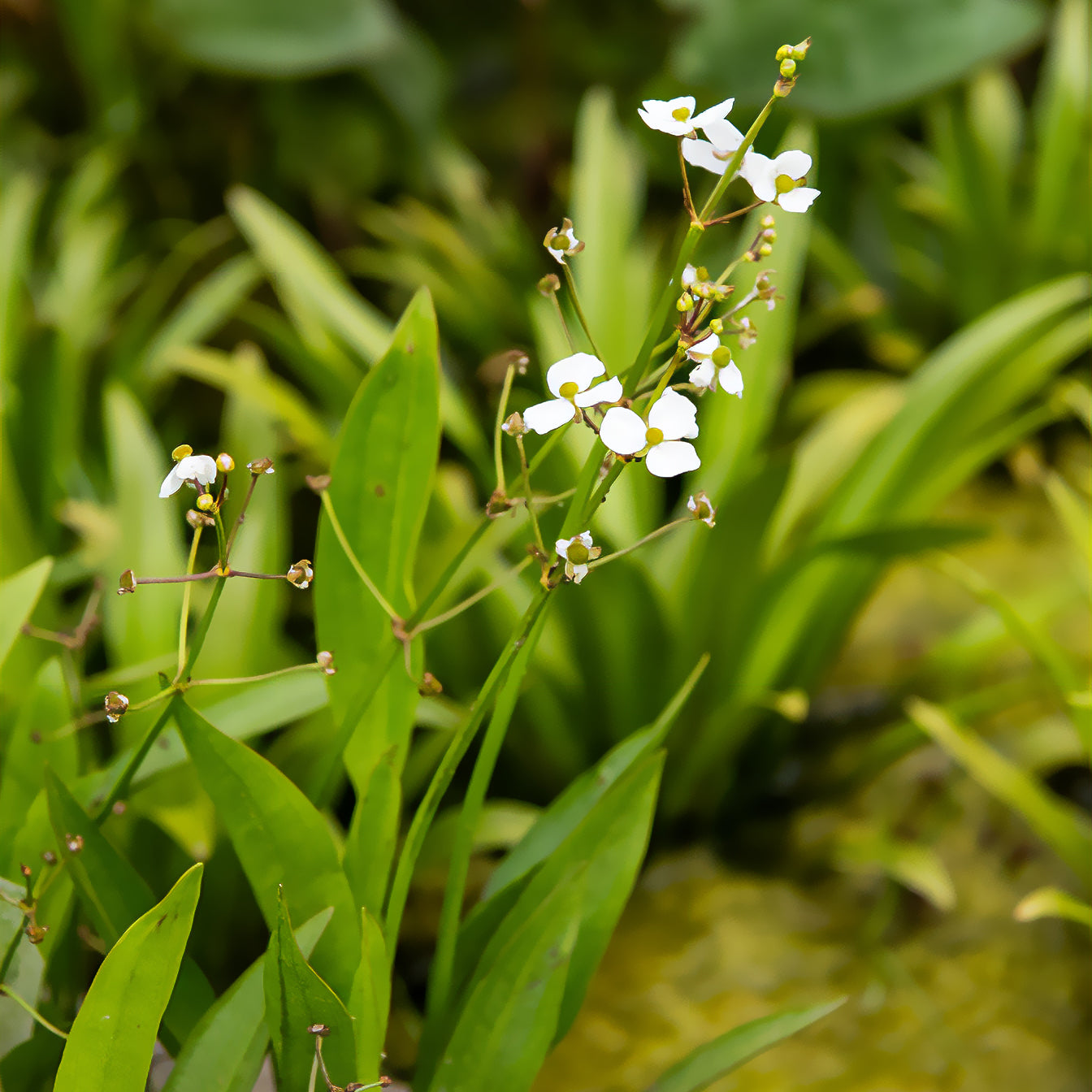Grasartiges Pfeilkraut - Bakker