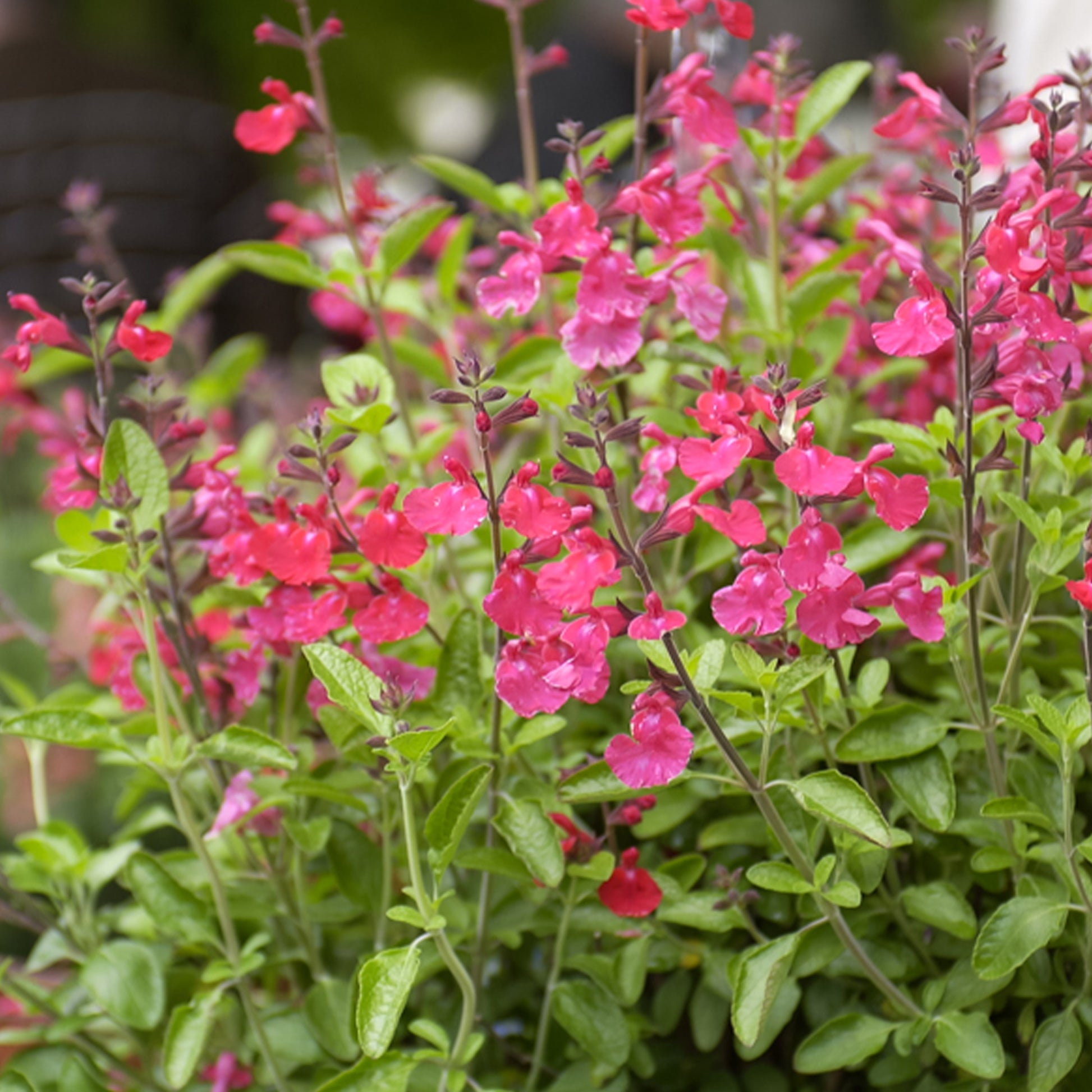 Salvia microphylla Cerro Potosi - Strauchsalbei ‘Cerro Potosi’ - Salbei