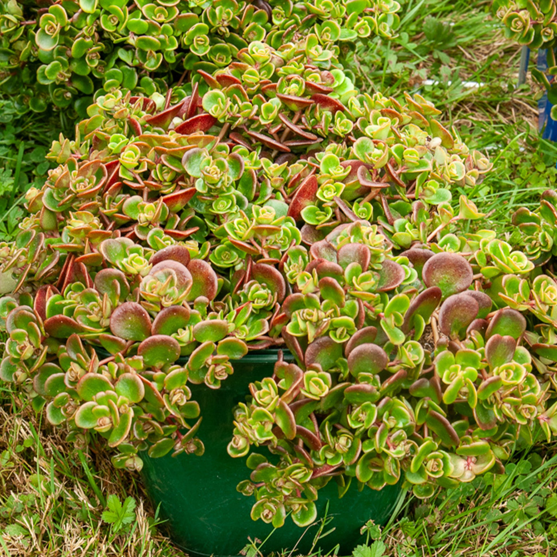 Teppich-Fetthenne ‚Coral Reef‘ - Sedum tetractinum Coral Reef - Bakker