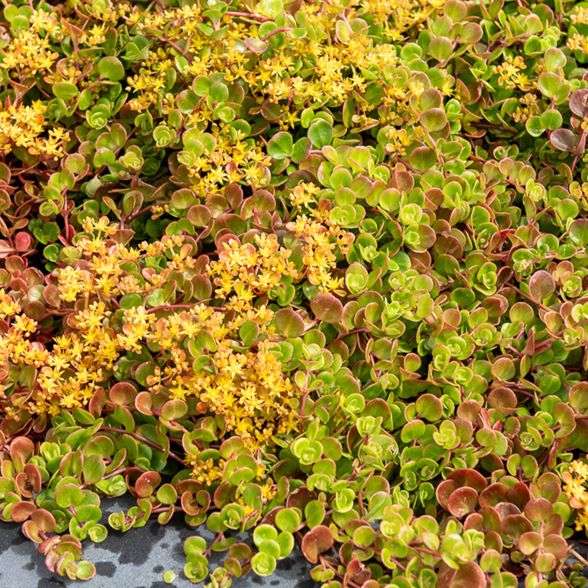 Teppich-Fetthenne ‚Coral Reef‘ - Bakker