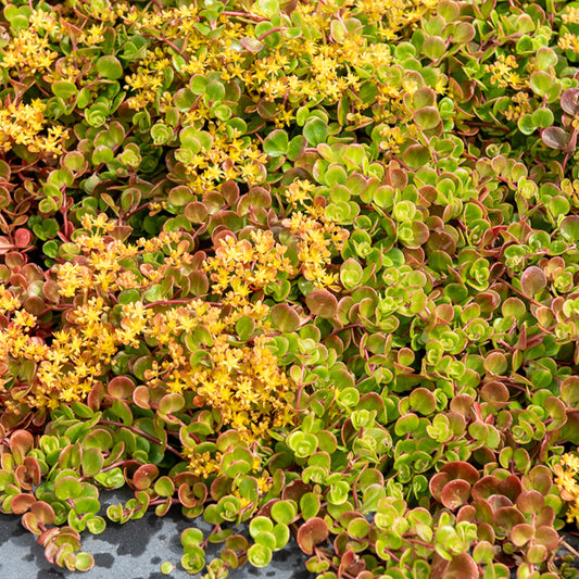 Teppich-Fetthenne ‚Coral Reef‘ - Bakker