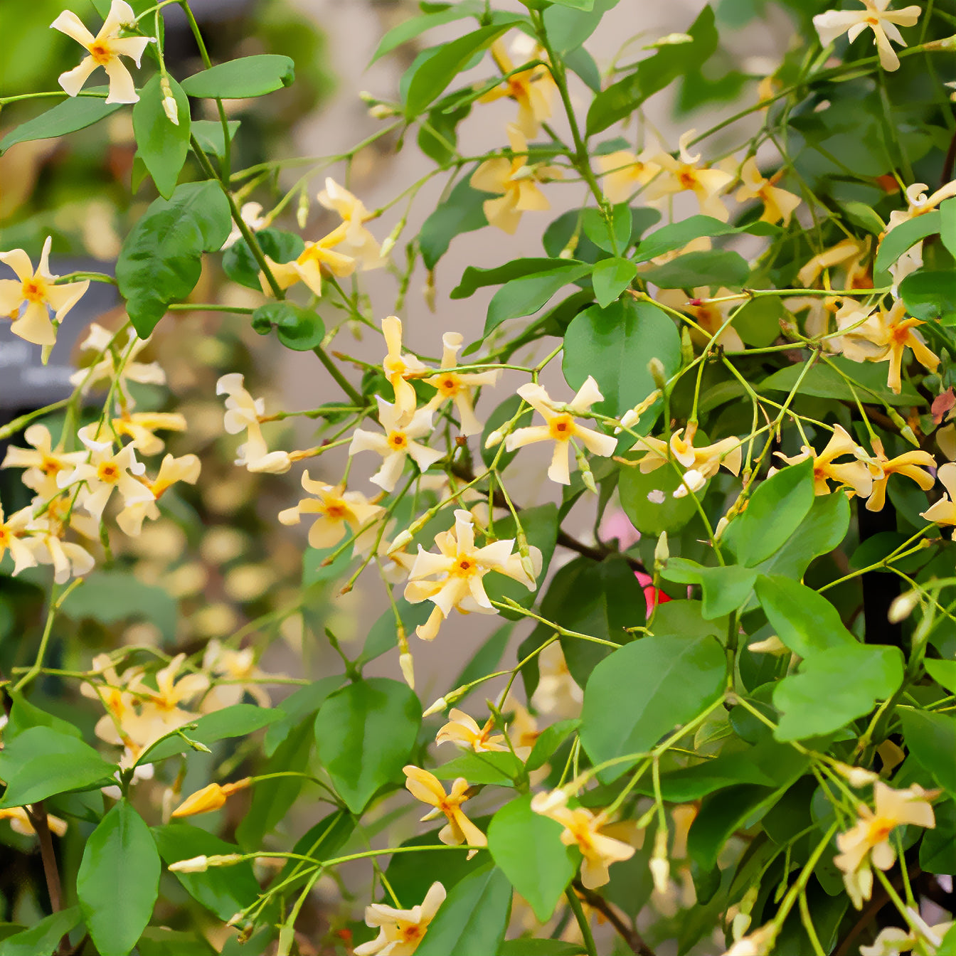 Gelber Sternjasmin - Trachelospermum asiaticum - Bakker