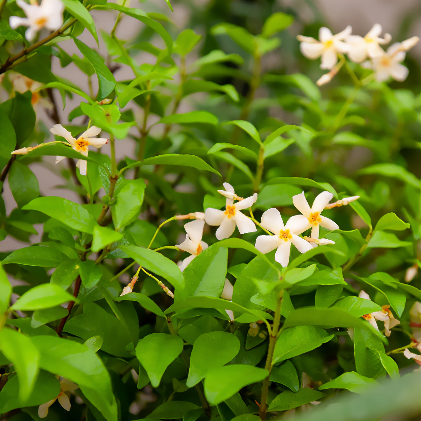 Gelber Sternjasmin - Bakker