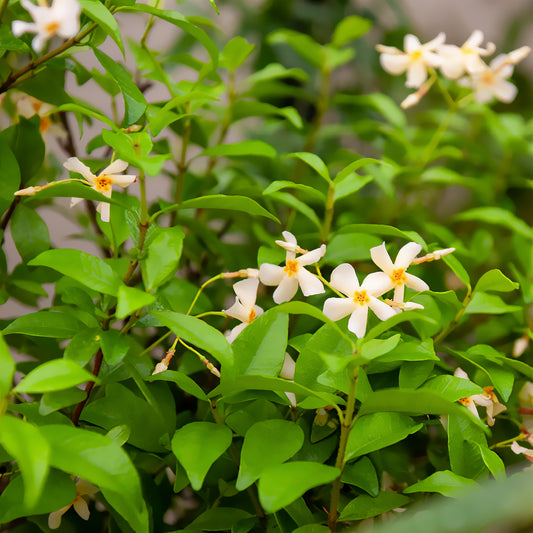 Gelber Sternjasmin - Bakker