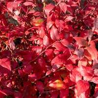 Vaccinium corymbosum Blue Crop - Heidelbeere ‚Bluecrop‘ - Heidelbeeren