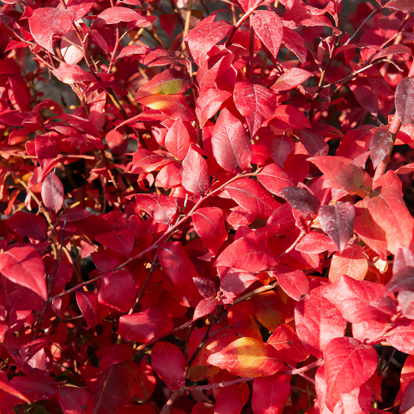 Vaccinium corymbosum Blue Crop - Heidelbeere ‚Bluecrop‘ - Heidelbeeren