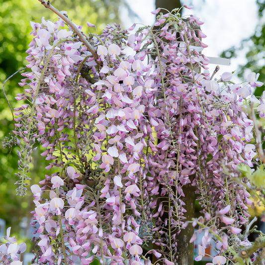 Japanischer Blauregen ‘Pink Ice’ - Bakker