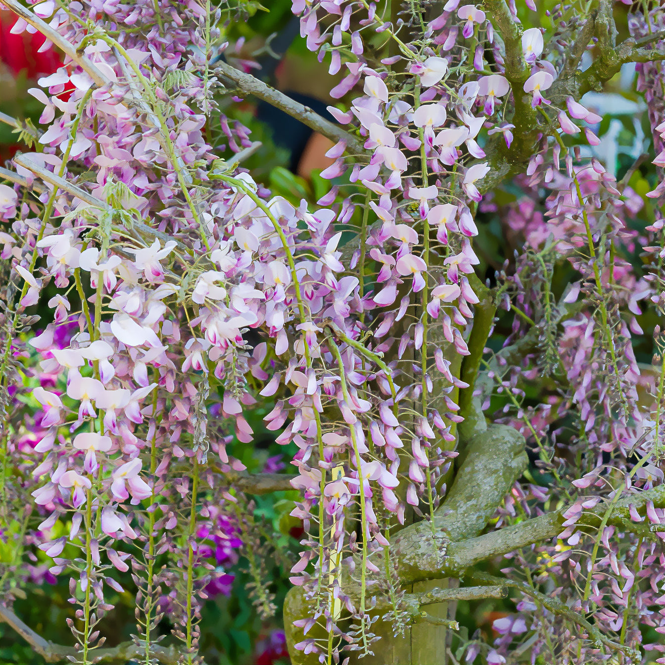 Verkauf Japanischer Blauregen ‘Pink Ice’ - Wisteria floribunda Pink ice