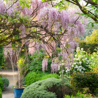 Glyzinien - Japanischer Blauregen ‘Pink Ice’ - Wisteria floribunda Pink ice