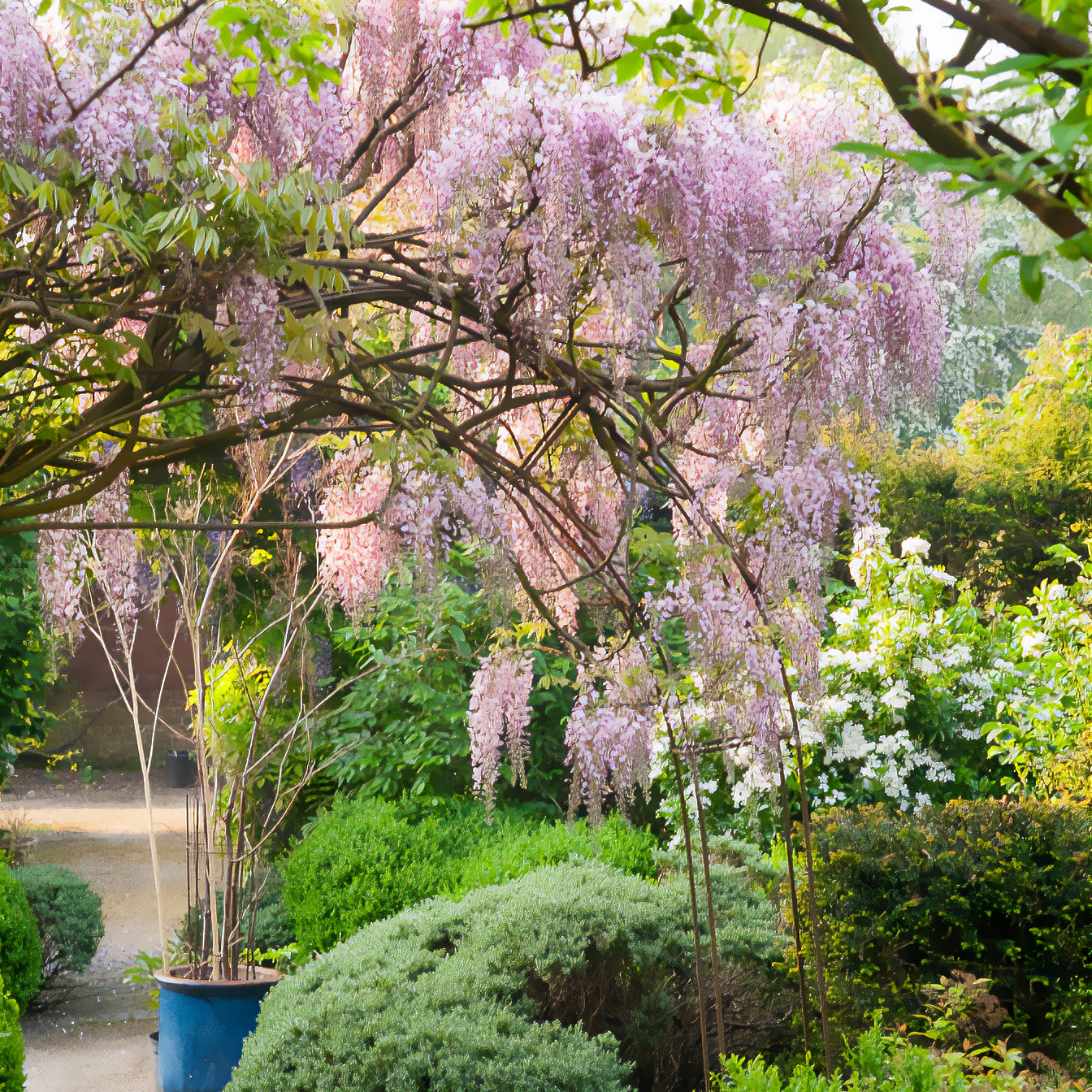 Glyzinien - Japanischer Blauregen ‘Pink Ice’ - Wisteria floribunda Pink ice