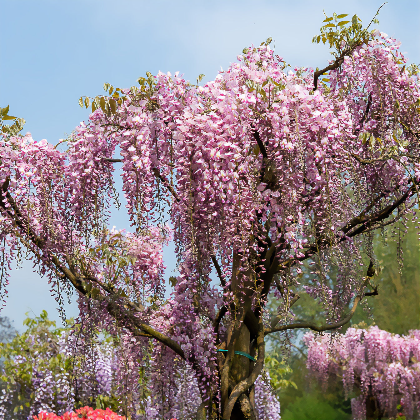 Wisteria floribunda Pink ice - Japanischer Blauregen ‘Pink Ice’ - Glyzinien