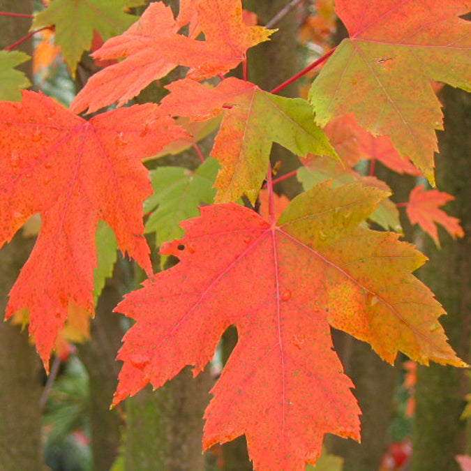 Acer freemanii Autumn Blaze - Freeman-Ahorn 'Autumn Blaze' - Ahorn