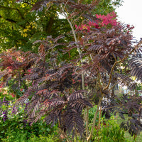Bäume - Seidenbaum Summer Chocolate®. - Albizia julibrissin Summer Chocolate®