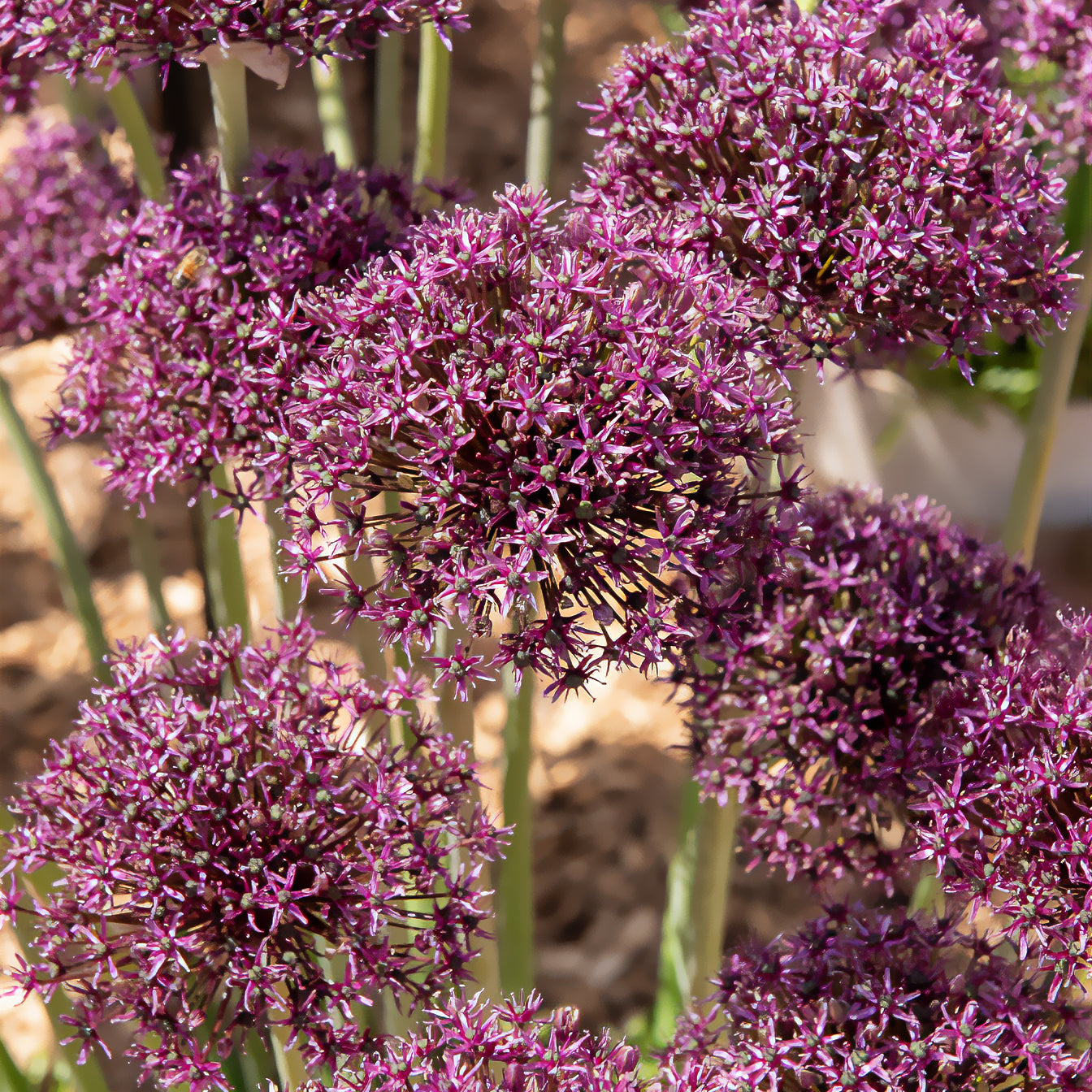 Zierlauch Miami - Allium Miami - Bakker