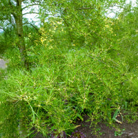 Kaisererle 'Imperialis' - Alnus glutinosa Imperialis - Bakker