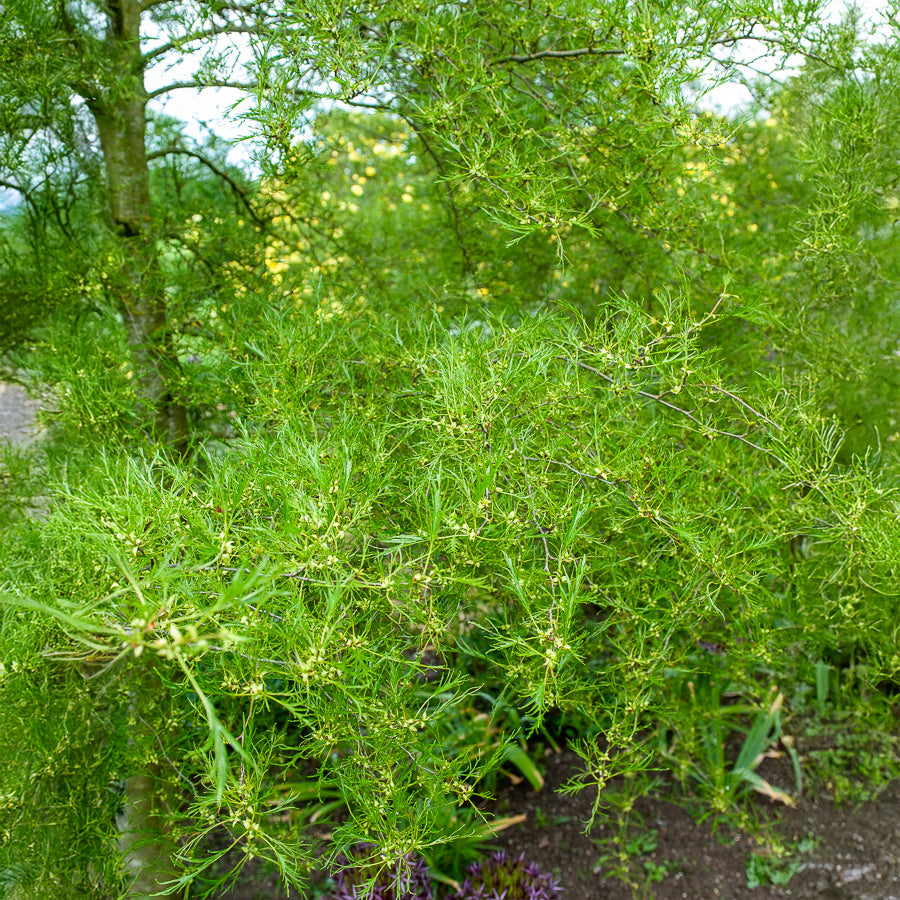 Kaisererle 'Imperialis' - Alnus glutinosa Imperialis - Bakker