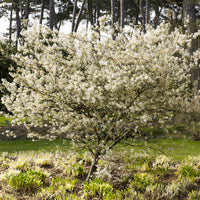 Felsenbirne (Amelanchier laevis) - Amelanchier laevis - Bakker