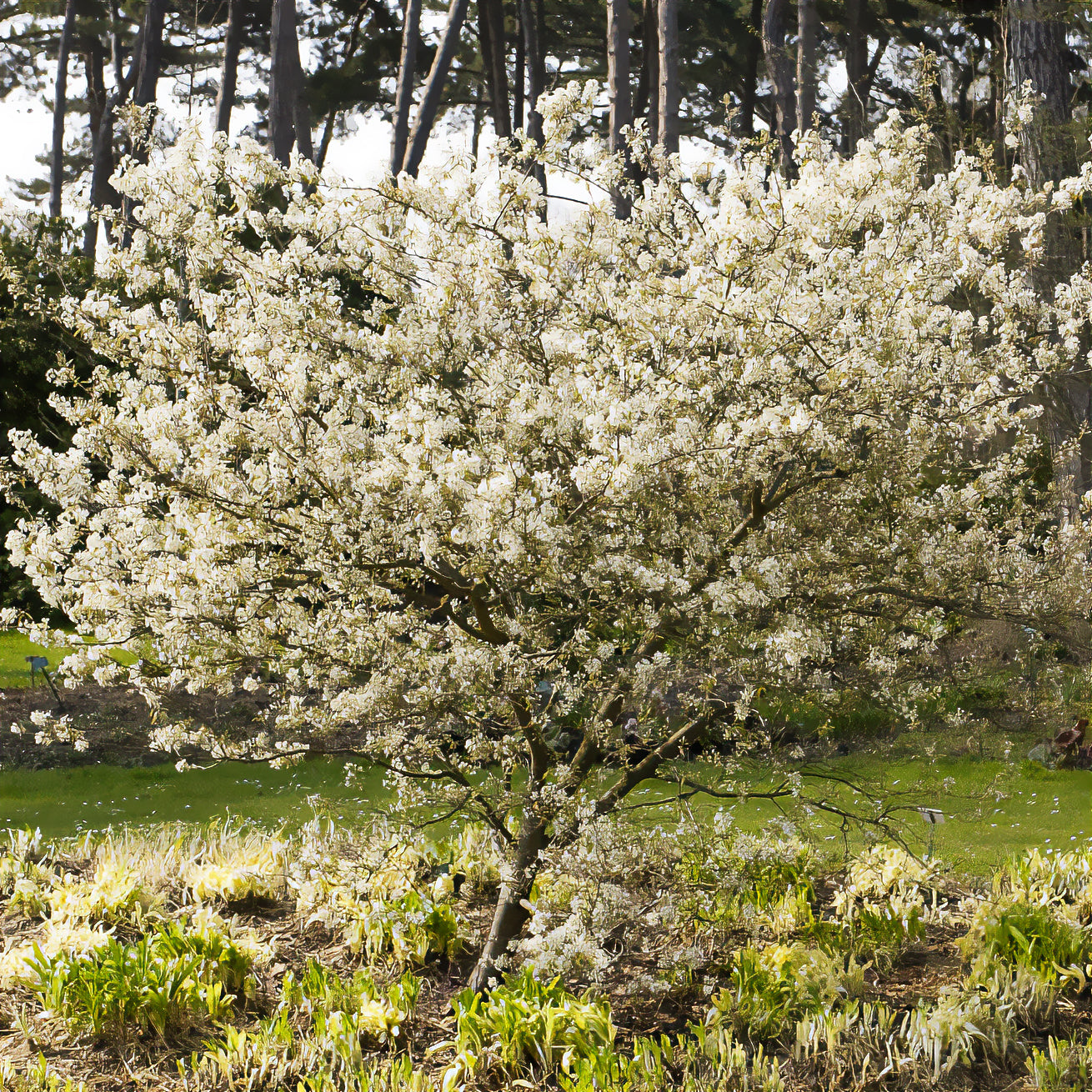 Felsenbirne (Amelanchier laevis) - Amelanchier laevis - Bakker