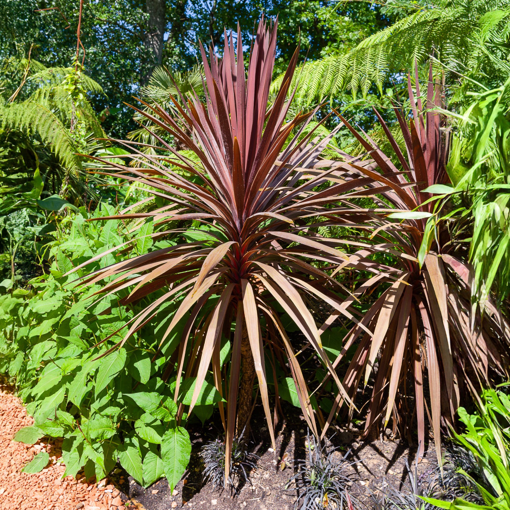 Keulenlilie 'Red Star' - Cordyline australis Red Star - Bakker