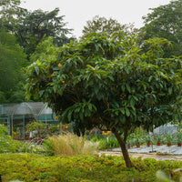 Verkauf Japanische Wollmispel - Eriobotrya japonica