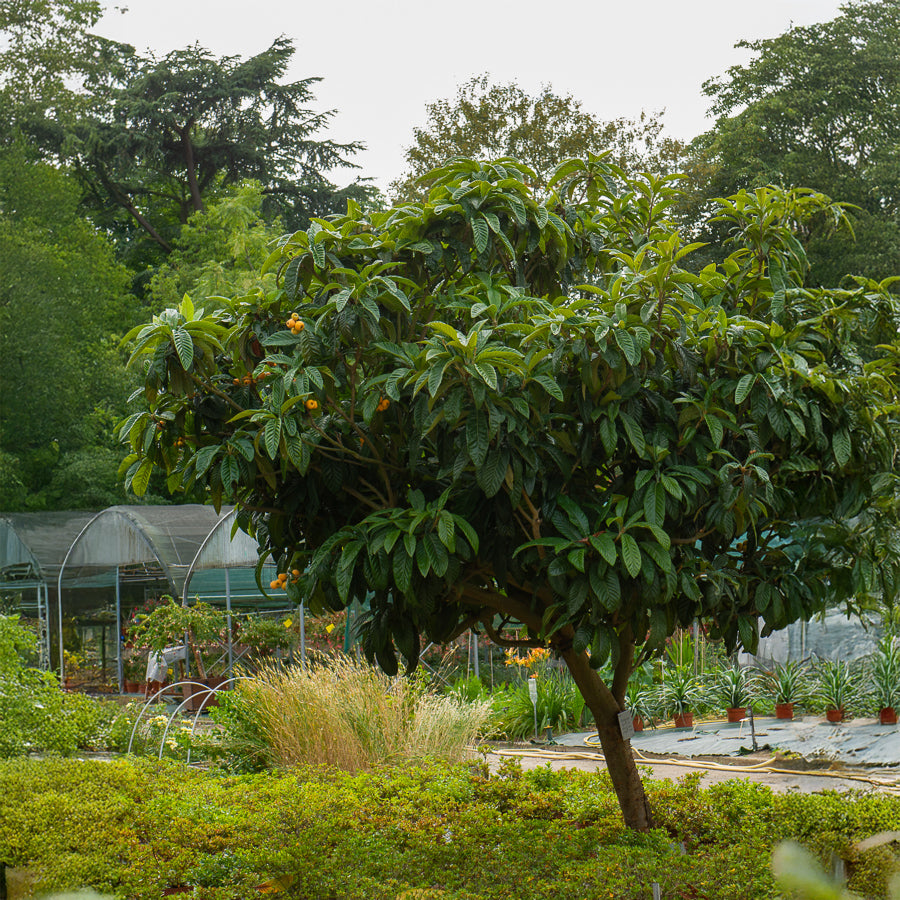 Verkauf Japanische Wollmispel - Eriobotrya japonica