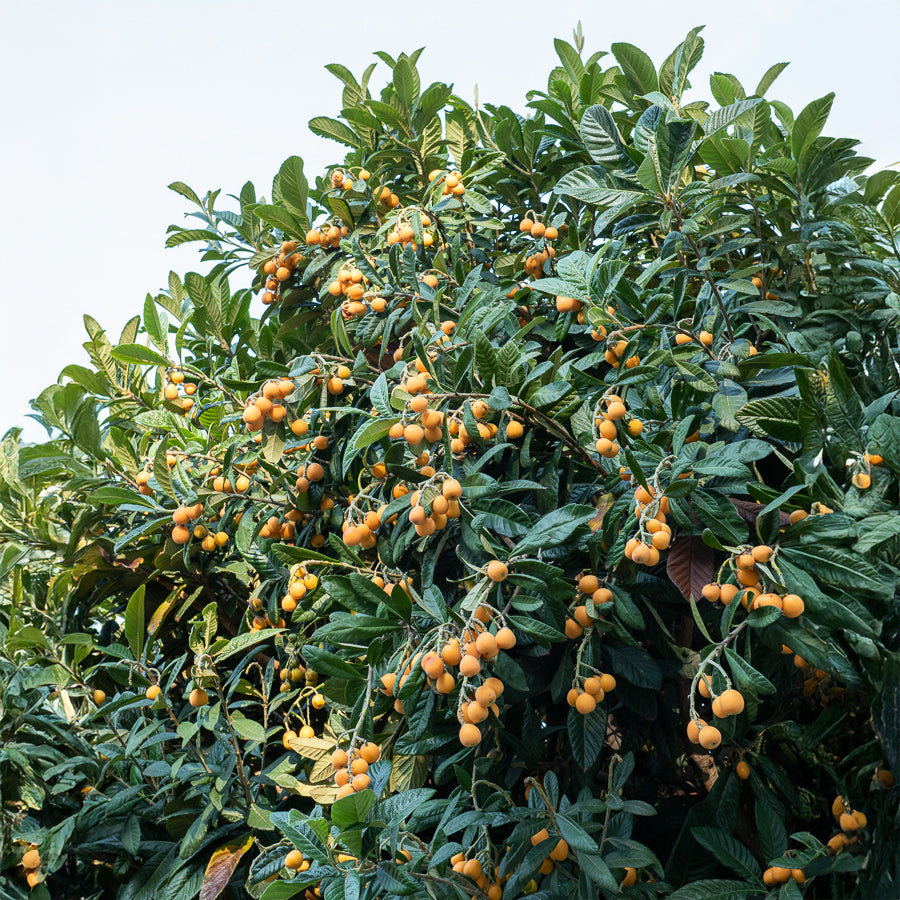Mespilus - Mispel - Japanische Wollmispel - Eriobotrya japonica