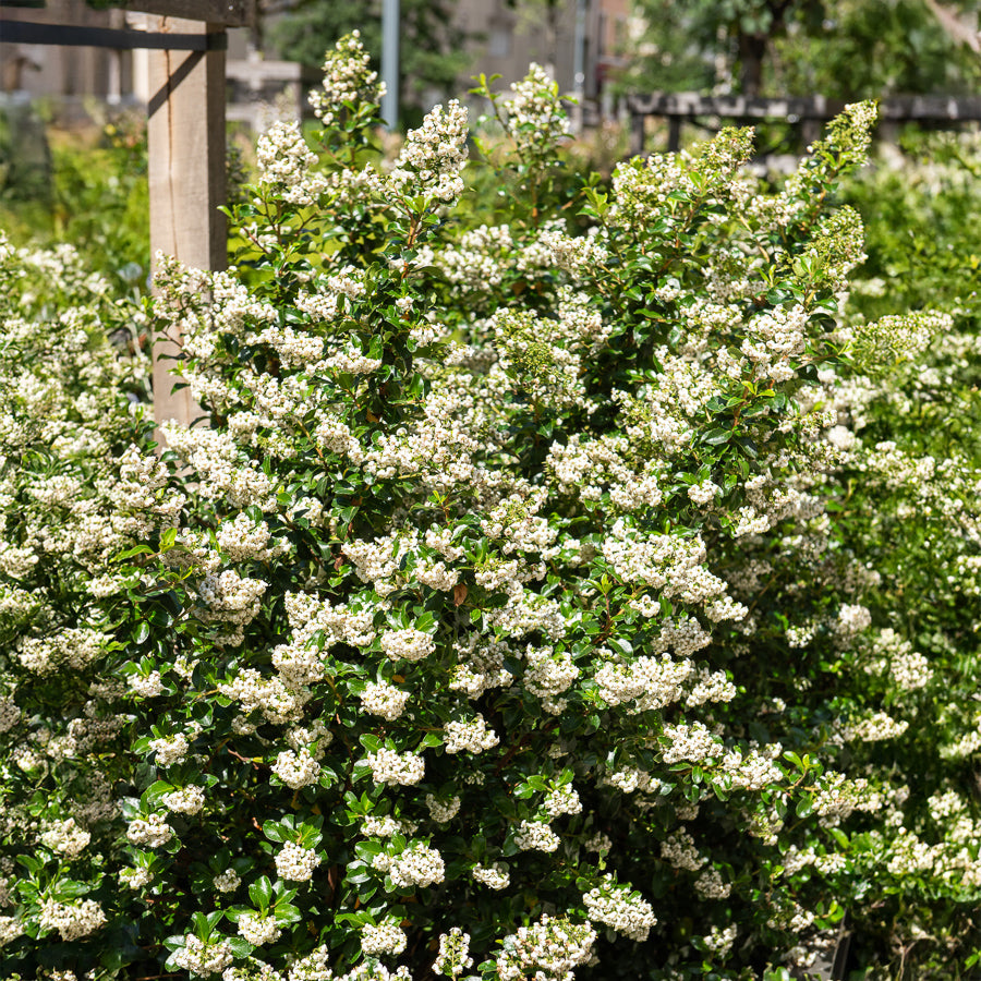 Andenstrauch ‘Iveyi’ - Escallonia Iveyi - Bakker