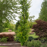 Säulenbuche ‘Dawyck Gold’ - Fagus sylvatica Dawyck Gold - Bakker