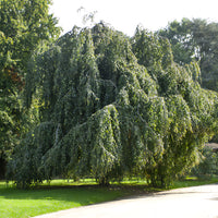 Hänge-Buche - Fagus sylvatica Pendula - Bakker