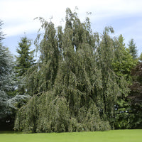 Buche - Hänge-Buche - Fagus sylvatica Pendula