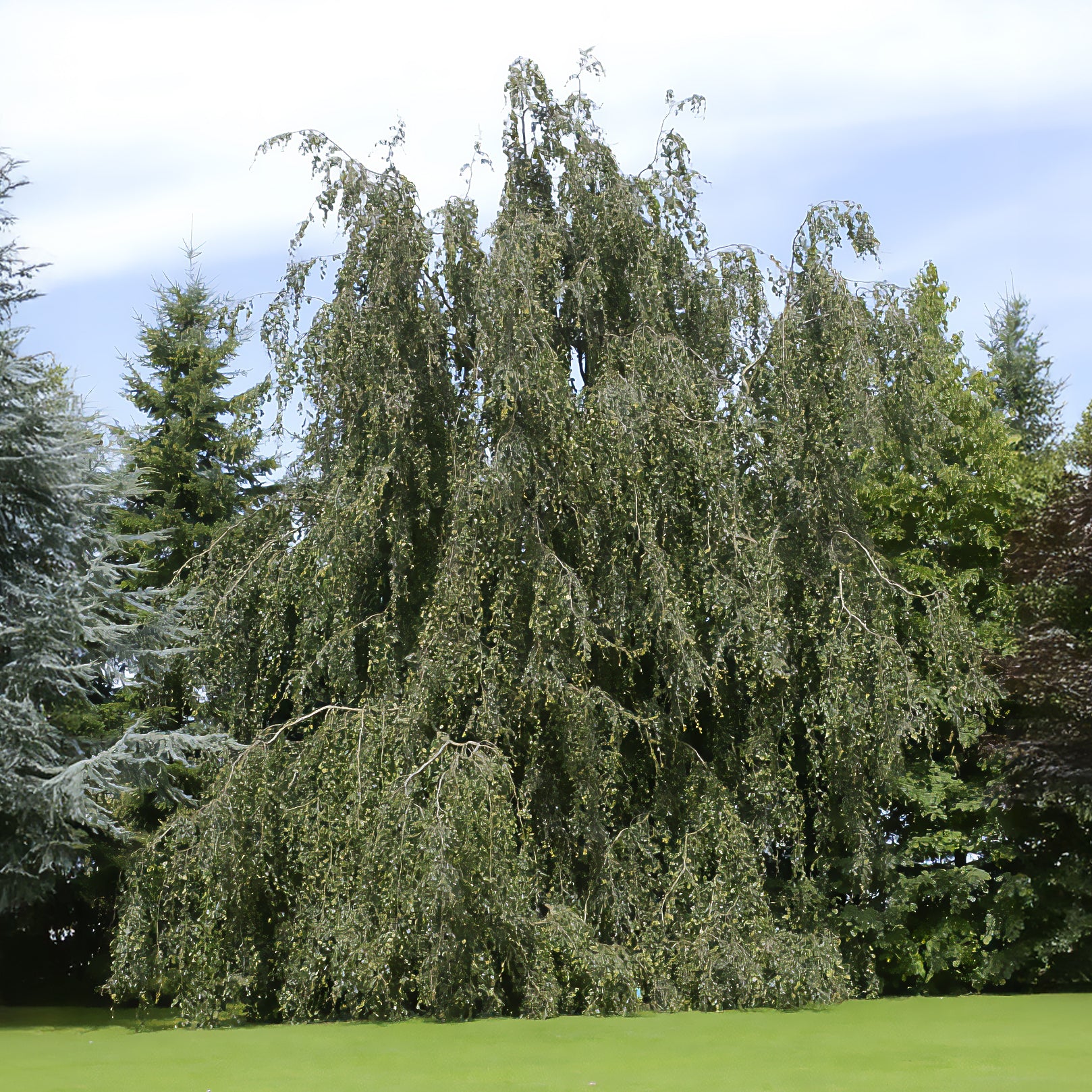 Buche - Hänge-Buche - Fagus sylvatica Pendula