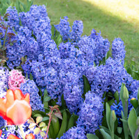 Hyazinthe 'Delft Blue' - Hyacinthus orientalis Delft Blue - Bakker