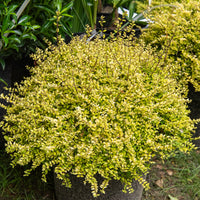 Lonicera nitida Baggesen's Gold - Buchsblättrige Heckenkirsche ‘Baggesen’s Gold’ - Sträucher für niedrige Hecken